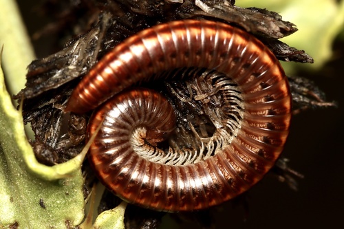 Striped Millipede, photo 3 of 7