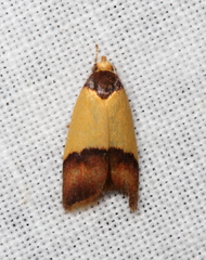 Heteroteucha dichroella