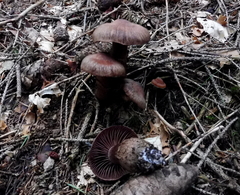 Cortinarius brunneus