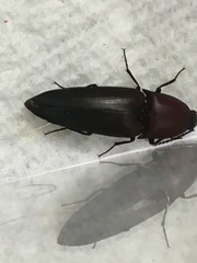 Parallelostethus attenuatus