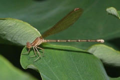 Argia rhoadsi