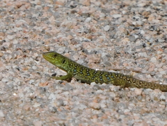 Timon lepidus ibericus