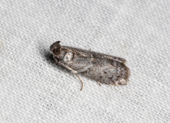 Homoeosoma vagella