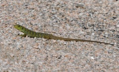 Timon lepidus ibericus