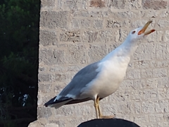 Larus michahellis