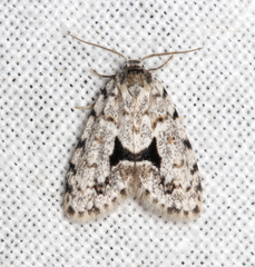 Thallarcha macilenta