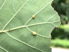 Cynips quercus