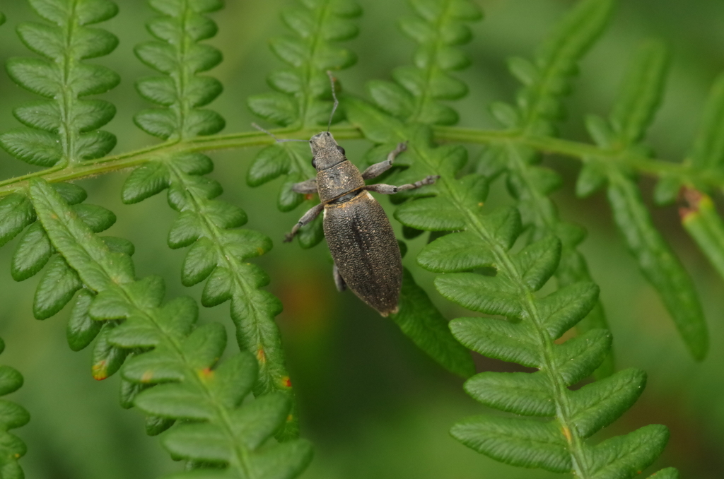 Brachyderes lusitanicus