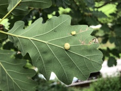 Cynips quercus