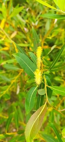 Almond willow (Salix triandra)