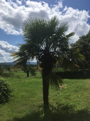 Trachycarpus