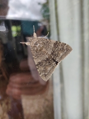 Catocala nupta