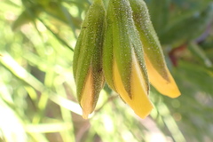 Rhynchosia chrysoscias