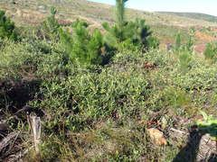 Rhynchosia chrysoscias