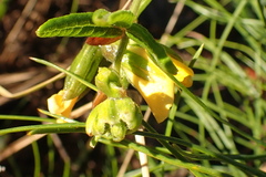 Rhynchosia chrysoscias