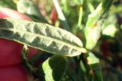 Rhynchosia chrysoscias