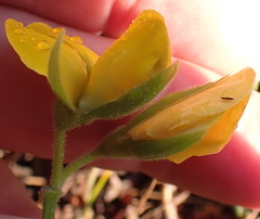 Rhynchosia chrysoscias