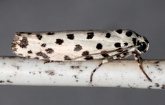 Ethmia clytodoxa