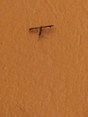 Anstenoptilia