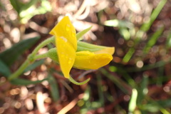 Rhynchosia chrysoscias