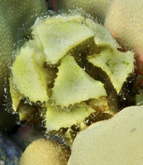 Turbinaria decurrens