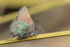 Callophrys mcfarlandi
