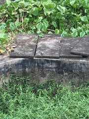 Todiramphus chloris collaris