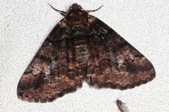 Cryphaea xylina