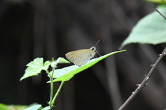 Polytremis theca