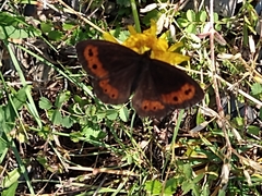 Erebia euryale