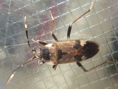 Panaorus csikii