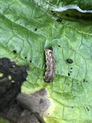 Melanchra persicariae