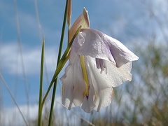 Gladiolus patersoniae