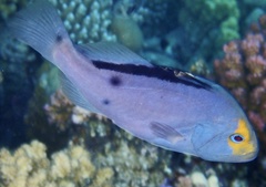 Yellowface Soapfish photo 2