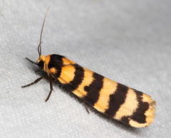 Scaptesyle equidistans