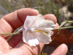 Gladiolus patersoniae