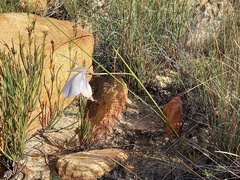 Gladiolus patersoniae