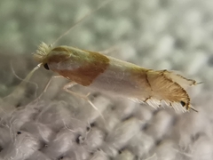 Phyllonorycter roboris