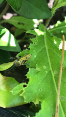 Chlorophorus glabromaculatus