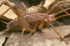 Pleioplectron simplex