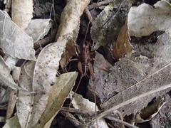 Pleioplectron simplex