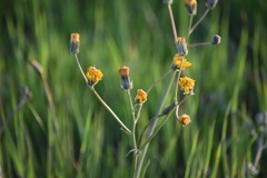 Crepis vesicaria taraxacifolia