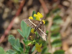 Pyrausta cingulata