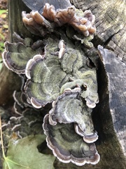 Auricularia mesenterica