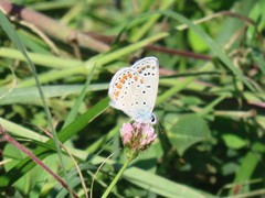Polyommatus thersites