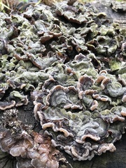 Auricularia mesenterica