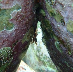 Rhynchocinetes serratus