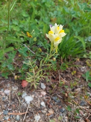Linaria vulgaris
