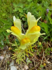 Linaria vulgaris