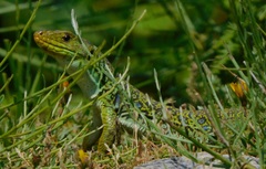 Timon lepidus ibericus